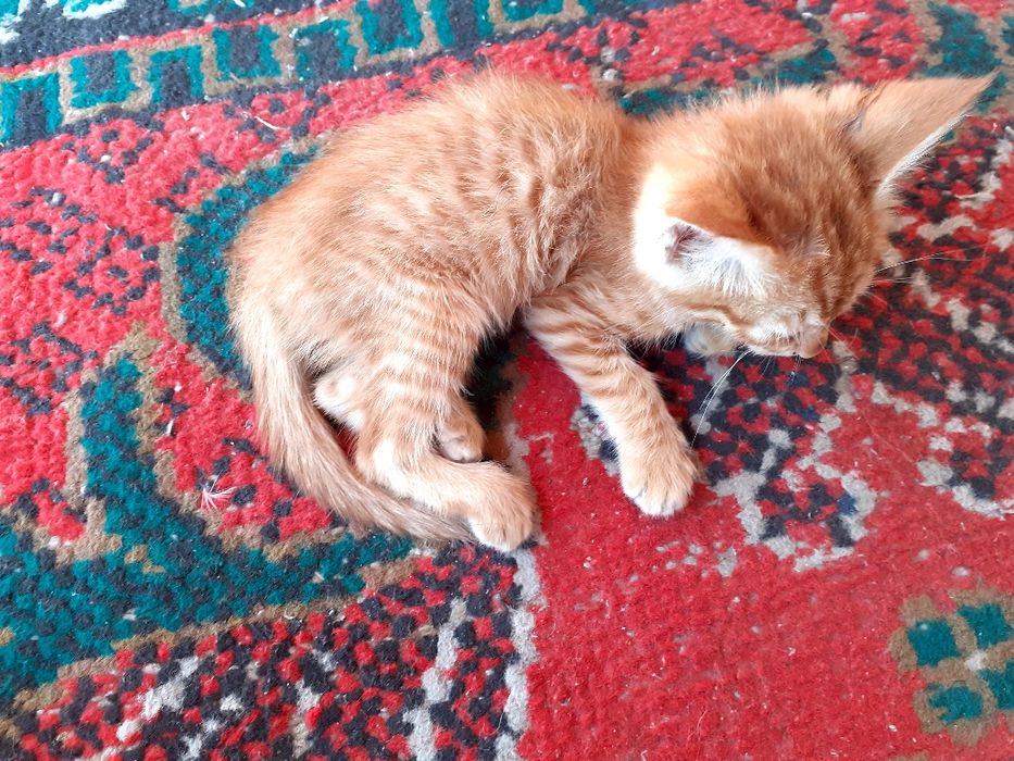 Erkatoy mushuk sotiladi