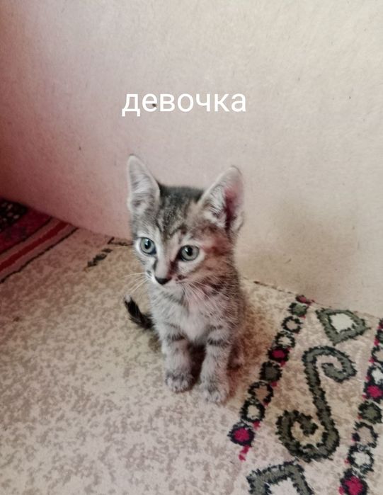 Котята бесплатно