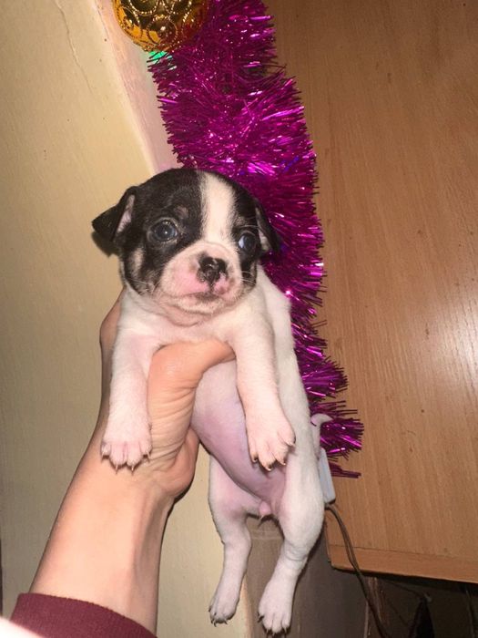 Щенки чихуахуа родились 25 ноября