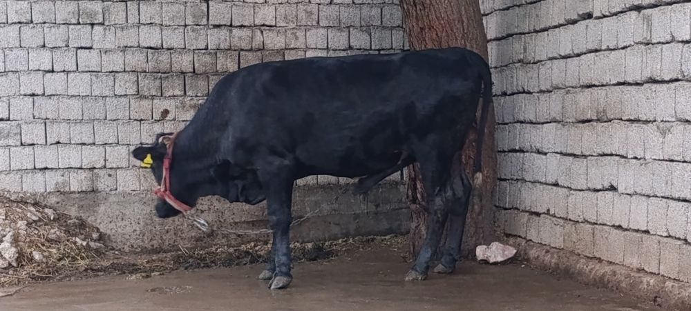 Buqa angus gibrit 10 oyli yeb ichishi yahwi narhi 35mln som