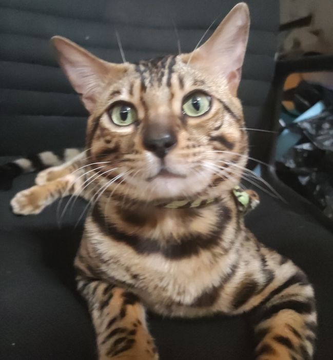 Недорого. Чистокровный, умный бенгал, 2 года.