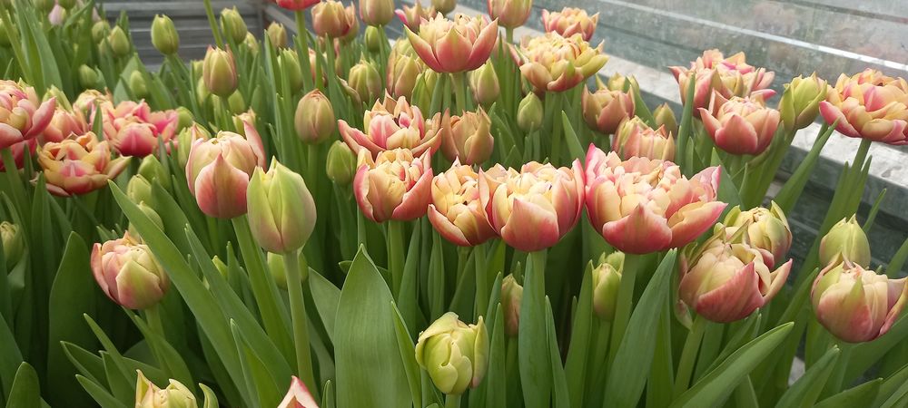 Тюльпаны на Восточке!