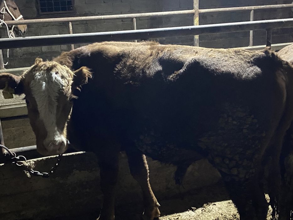 Продам корова. Сиыр сатылады