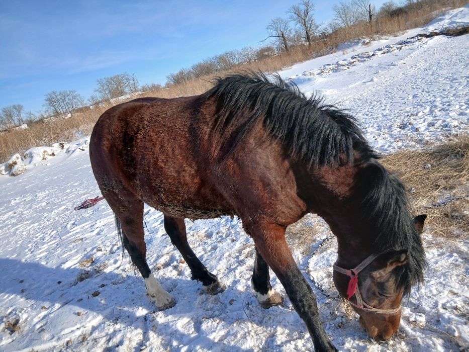 Продам два жеребца