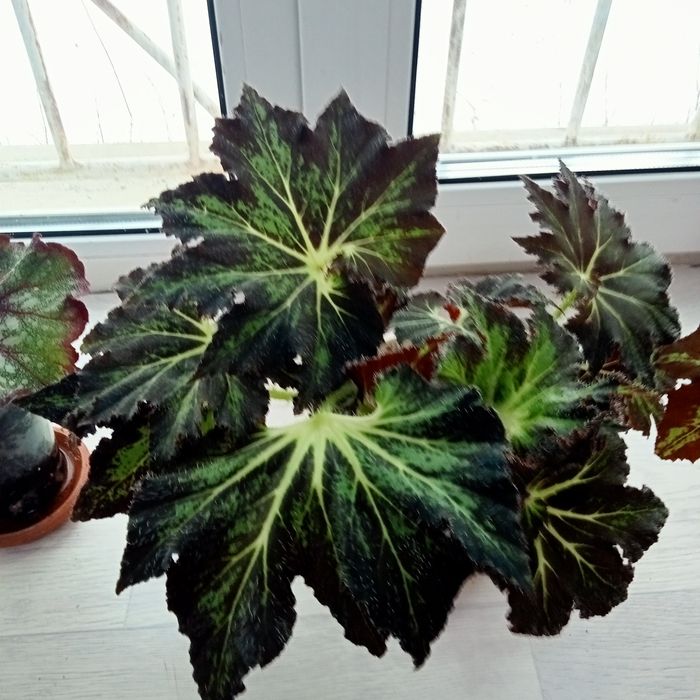 Бегонии декоративные лиственная