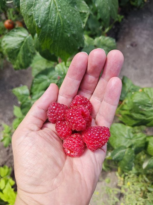 Саженцы малины маравилла