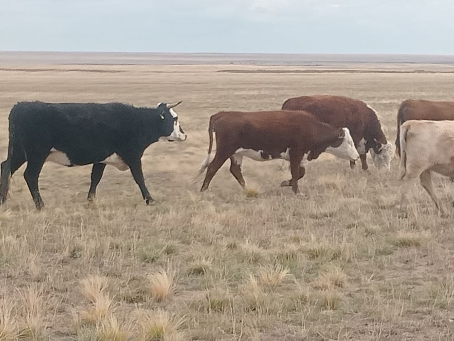 Порно бейнеклипті қараушы