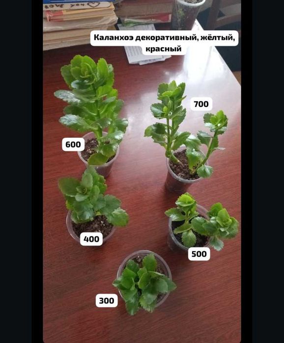Суккуленты,укореняшки и срезы