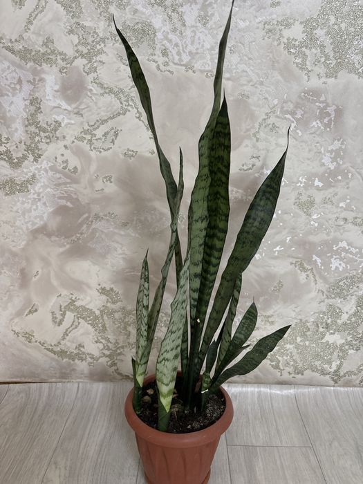 Комнатные цветы,разные