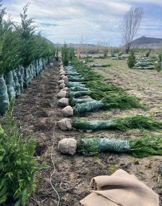 Leylandii calitate 1