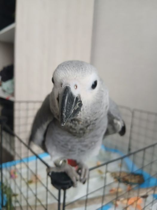 Продам птенца Жако