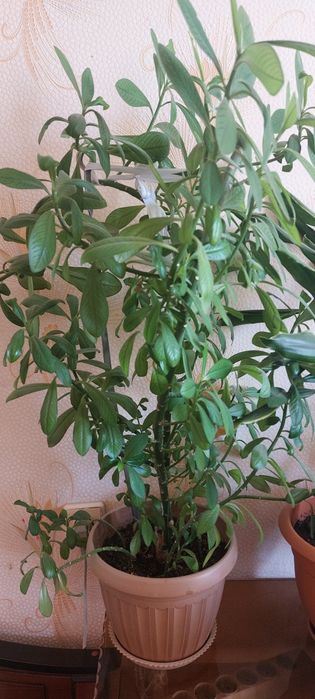 Комнатные растения