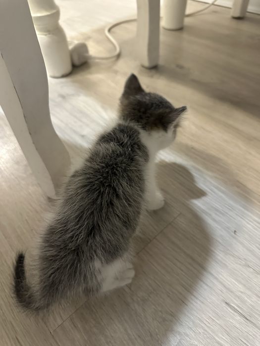 Отдам даром котенка!