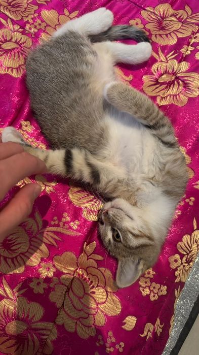 Мысык Котёнок Бесплатно