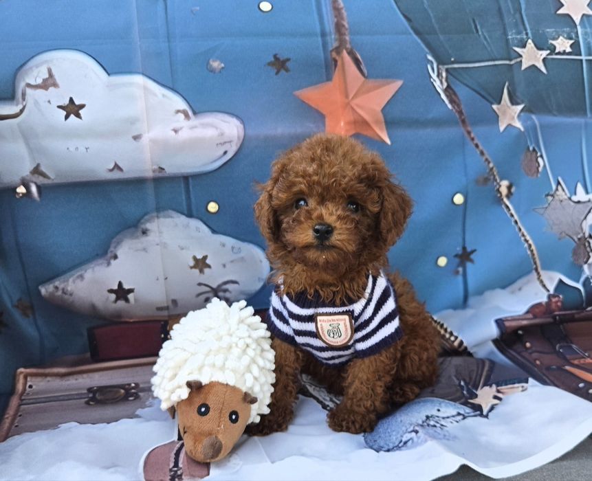 Пудел тйикъп /Пудел той /Poodle toy  генетичти тестове на родителште |Родословие