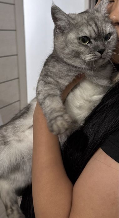 Кошечка ищет дом