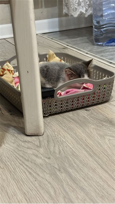 Отдам даром котенка!