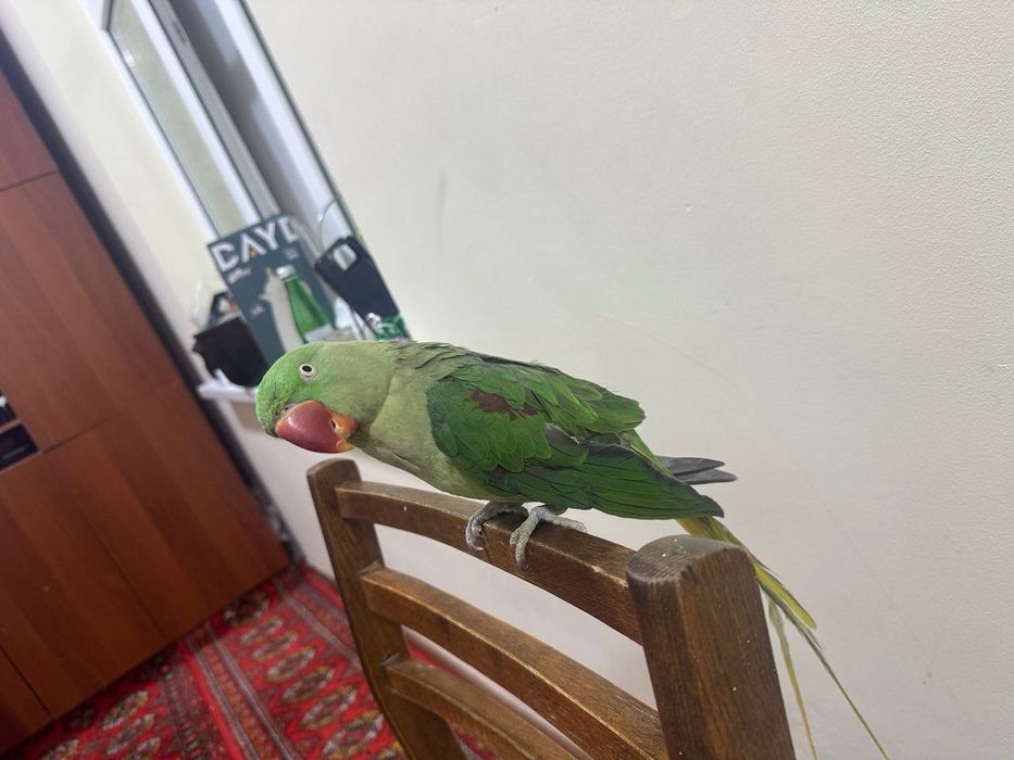 Говорящий Попугай Александрийский