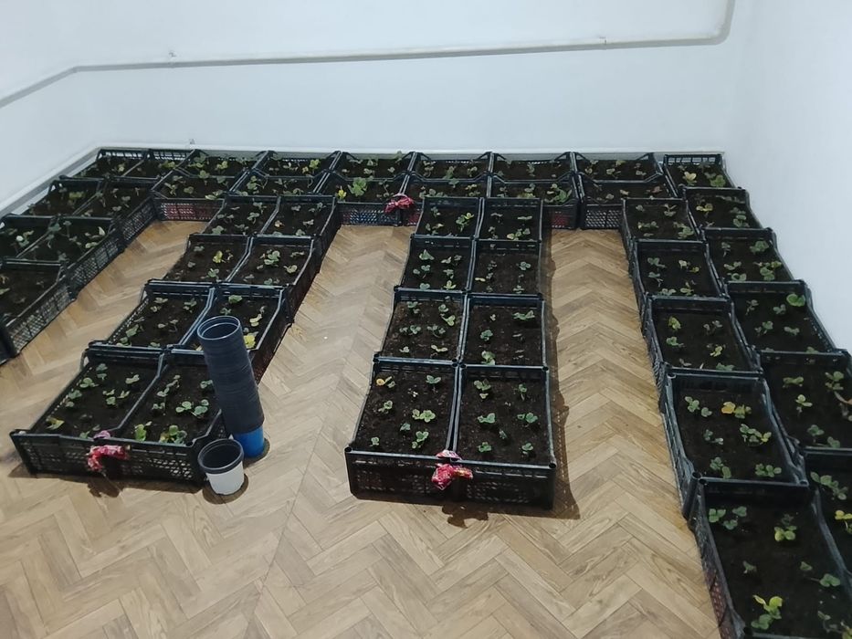 Рассада Клубники Оптом для Агробизнеса