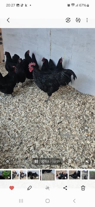 Продаётся яйца австролорпа