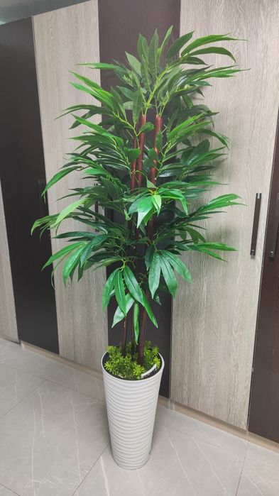 Суней дарахтлар оптом