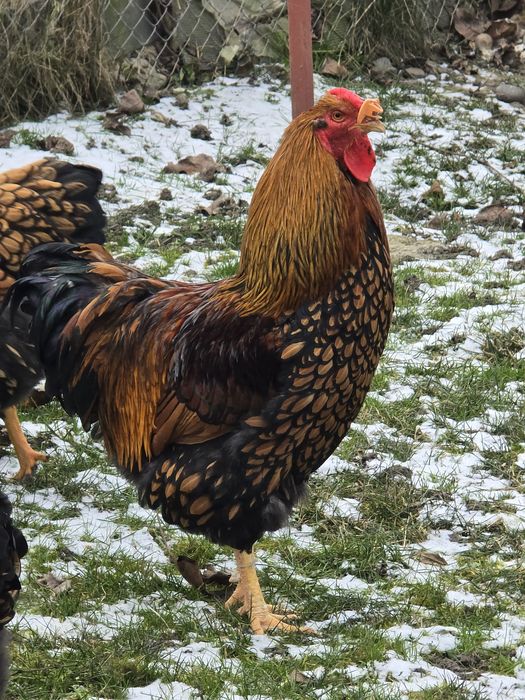 Cocoș wyandotte gsg