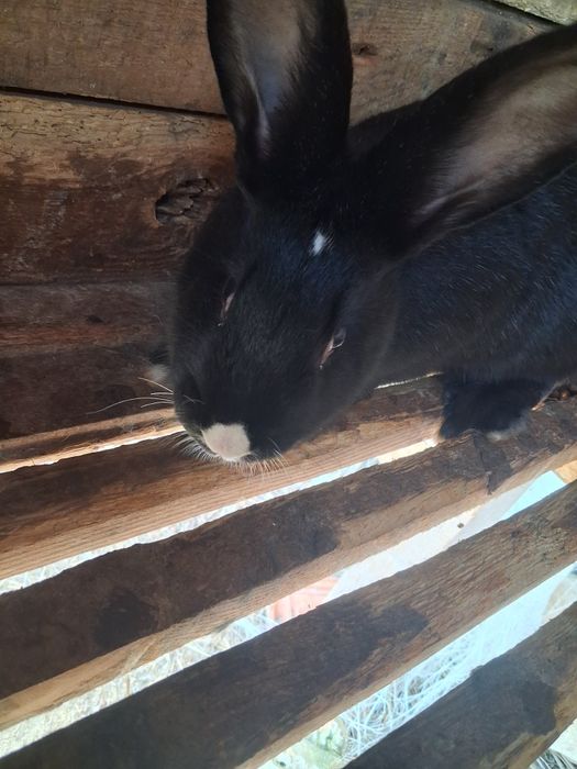 Продавам женски зайци!