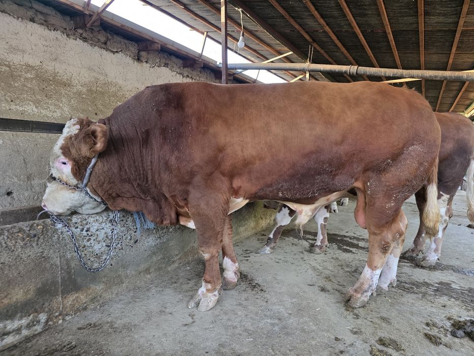 Simmental buqa s