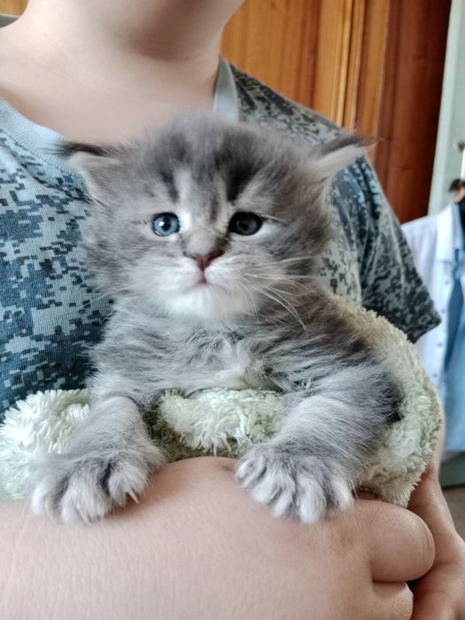 Резерв, девочка. Мейн-кун.