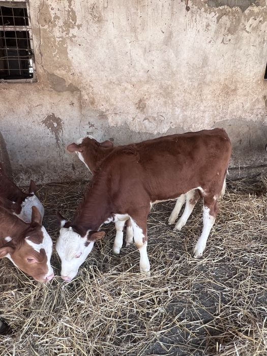 Vand vitei belga, baltata romaneasca