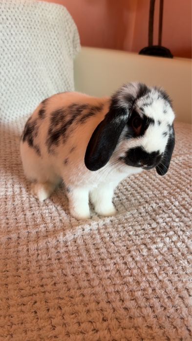 Iepure holland lop/ cap de berbec