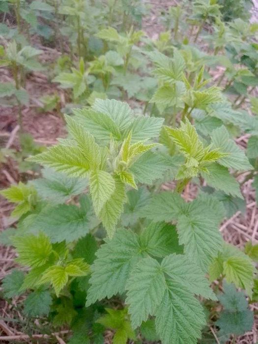 Саженцы малины Бабье лето