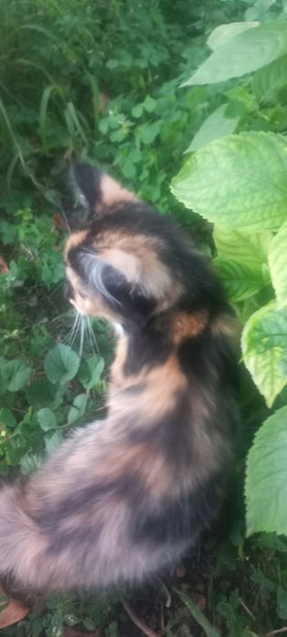 Отдам котят в хорошие руки