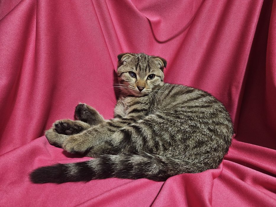 Котёнок вислоухий. СРОЧНО!!!