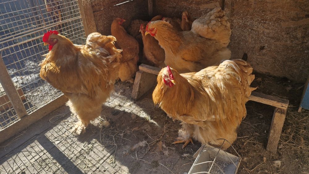 Cochinchina galben urias