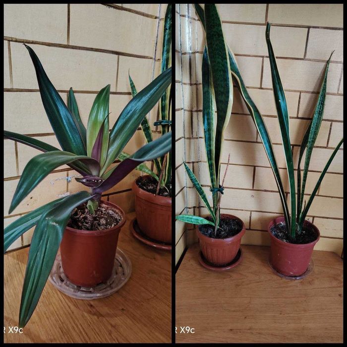 Продам комнатные цветы