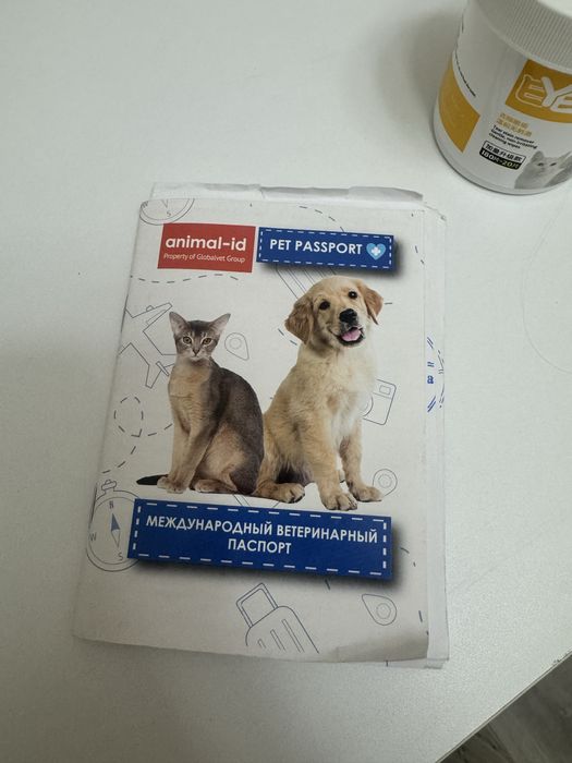 Британский прямоухий котик