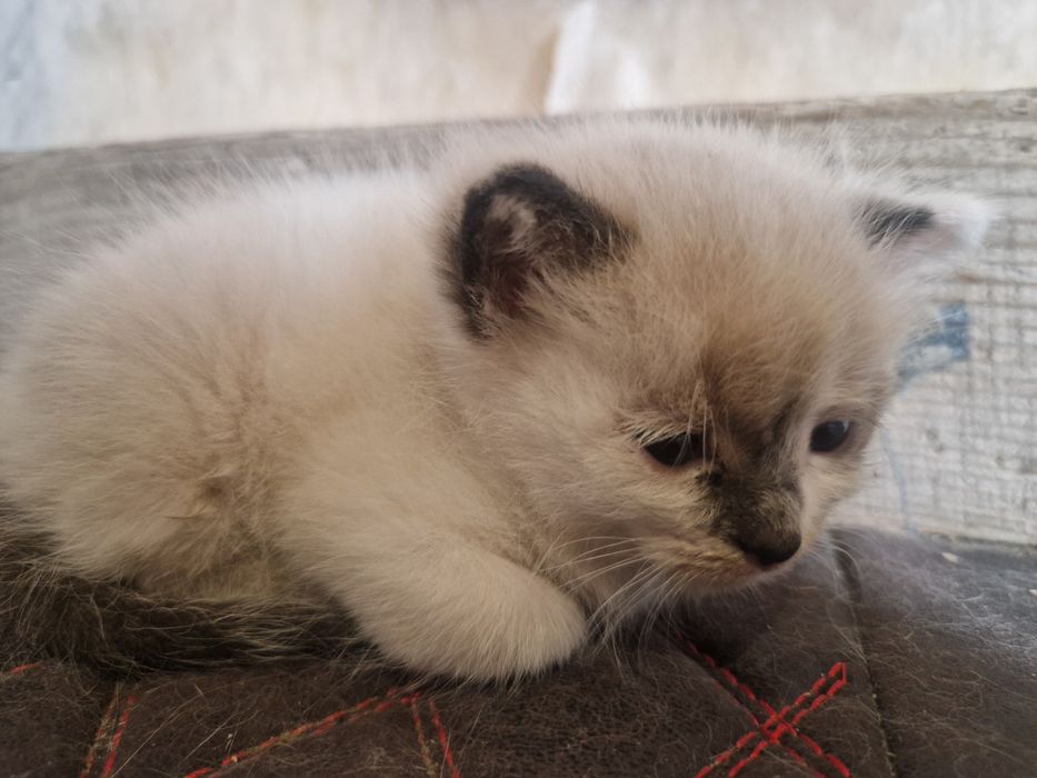 Отдам котёнка в добрые руки