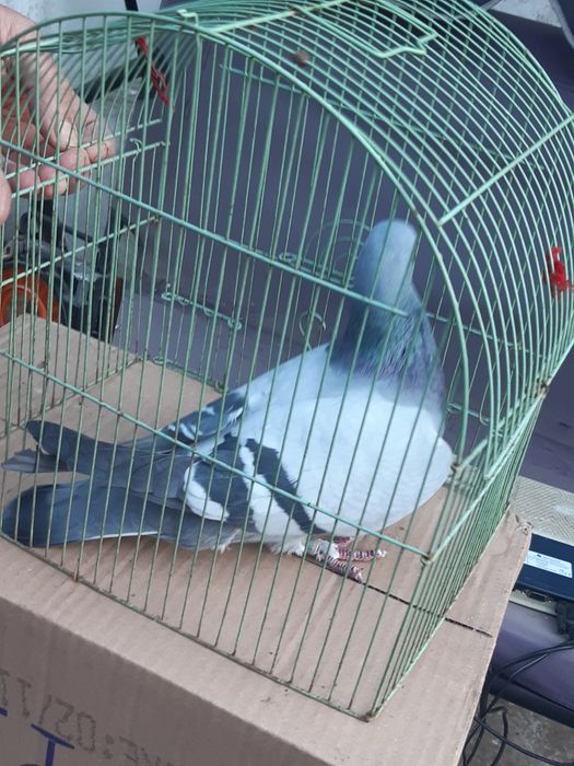 Vând porumbei voiajori