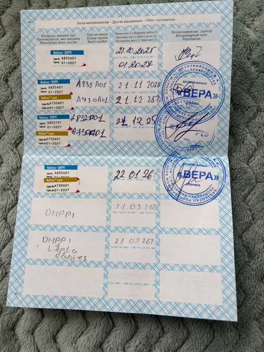Продам щенка лабоадор ретривера
