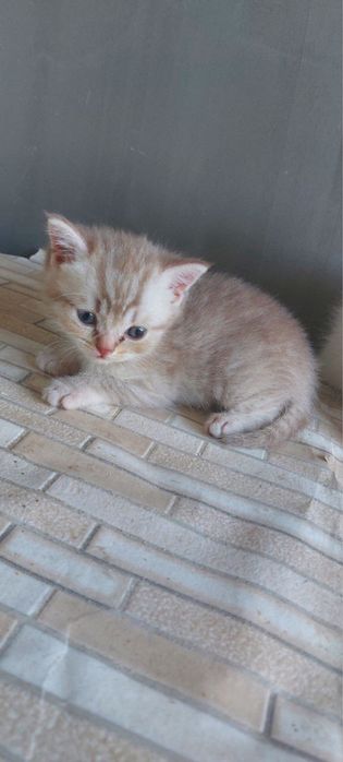 Продается котят