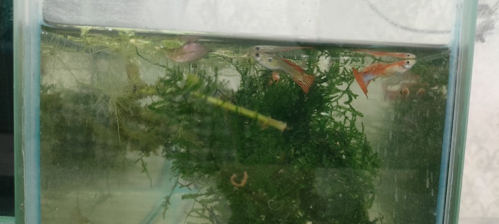 Аквариум продам с рыбки гуппи