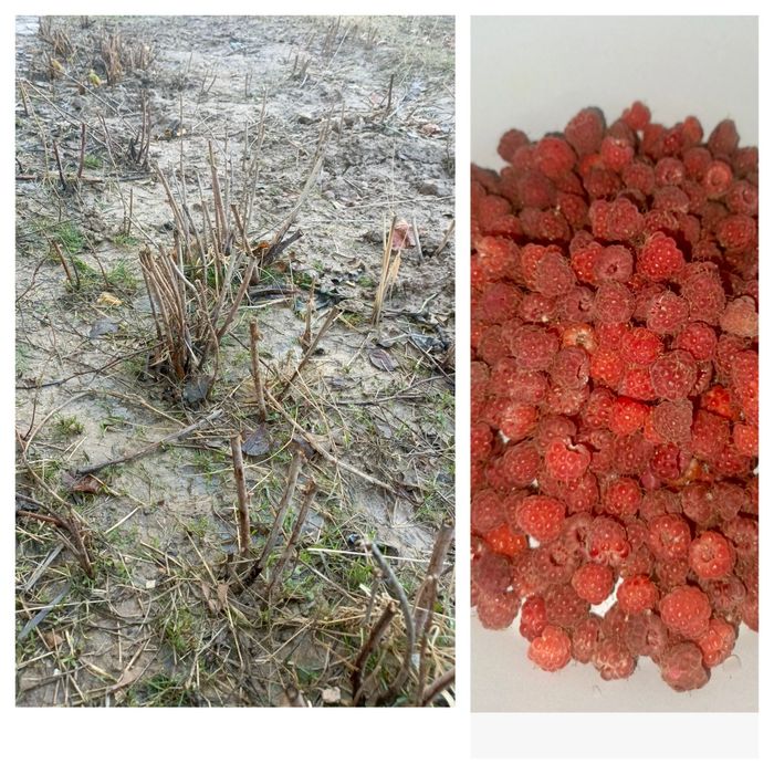 Саженцы малины продам.