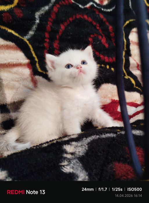 Продаётся чистокровная шиншилла