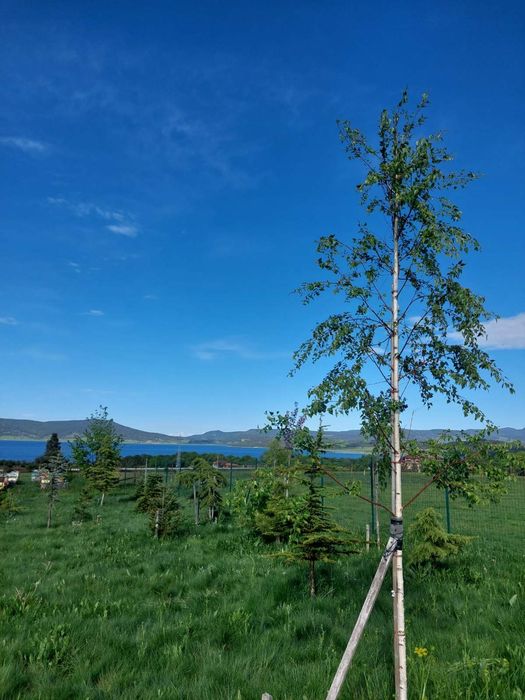 Парцел на Цигов чарк 1250 Квадратни метра