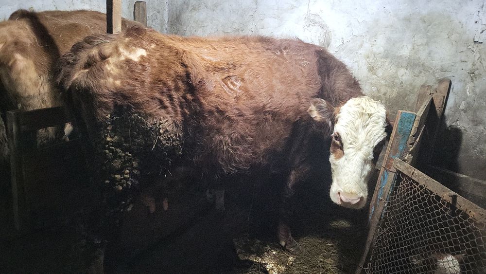 Продам корову с теленком