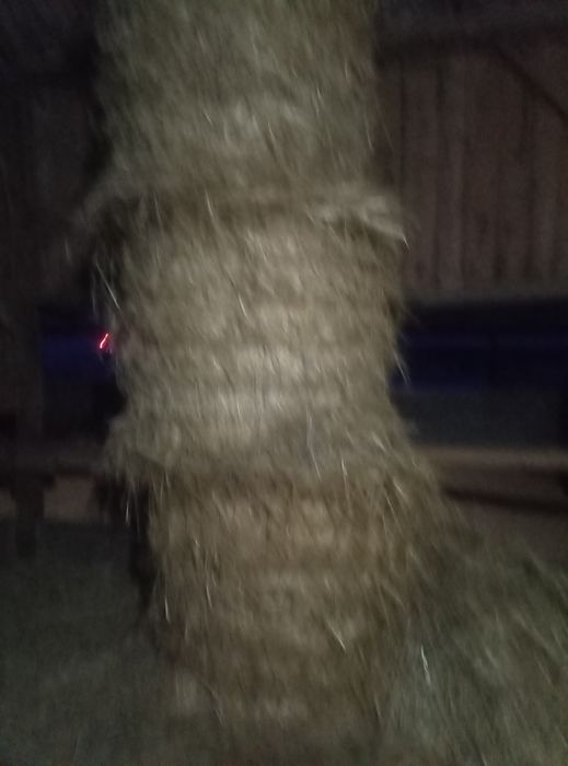 Vând grâu și fân!