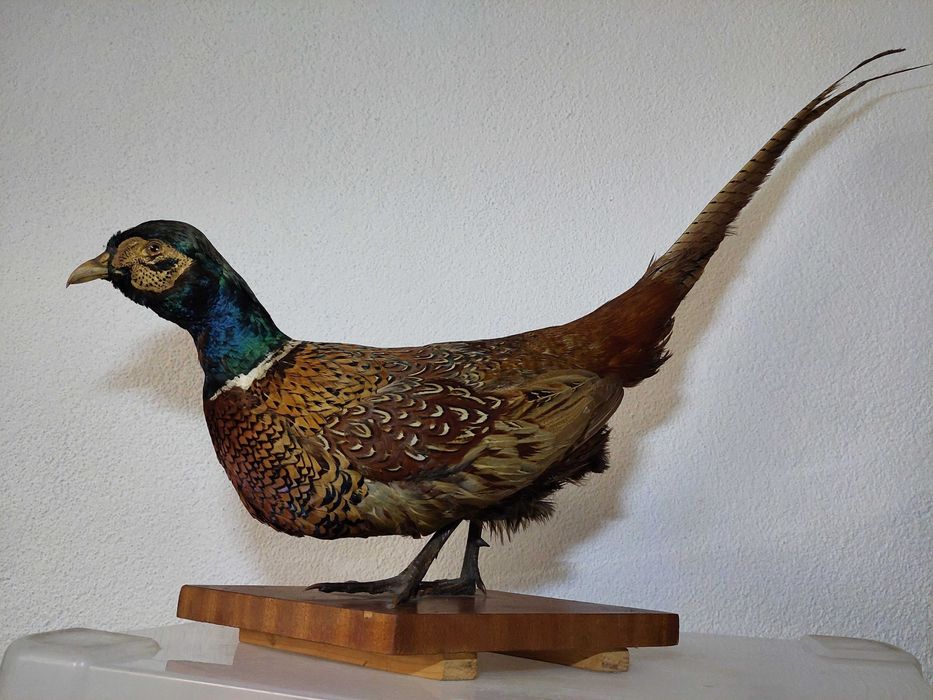 Fazan Impaiat/naturalizat