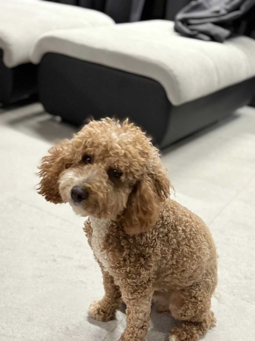 Продавам Мини пудел