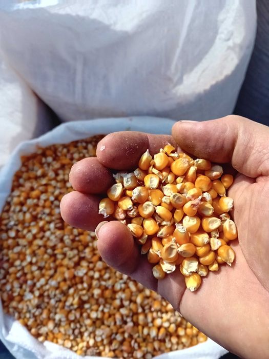 vind Porumb Stuleti Pret 0 60, Lei,Recolta 2005 Foarte bine uscati.